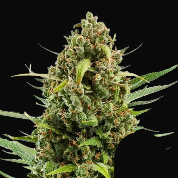 Diesel Auto