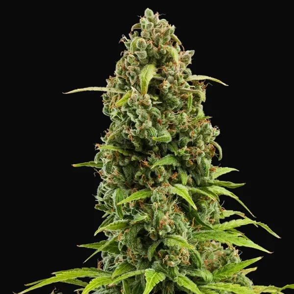 Diesel Auto