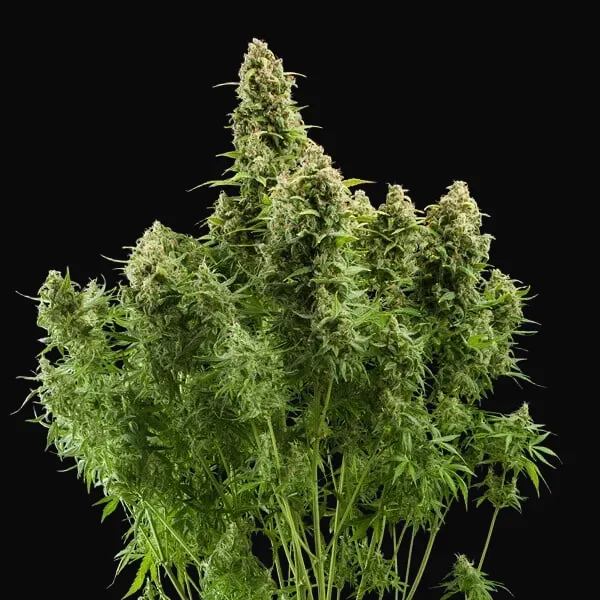 Diesel Auto