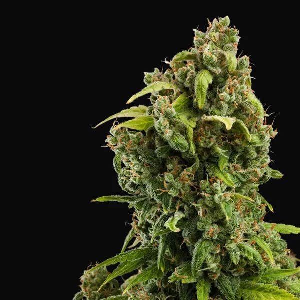 Diesel Auto