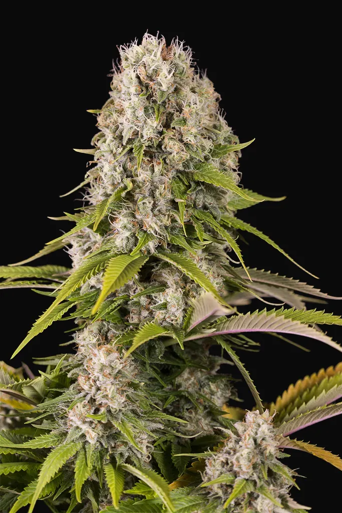 Diesel