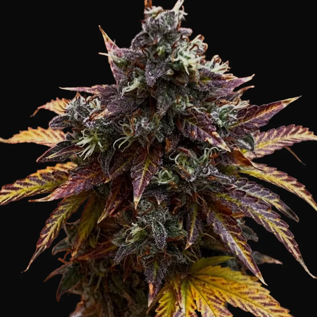 Diesel Ryder BX Auto Regular