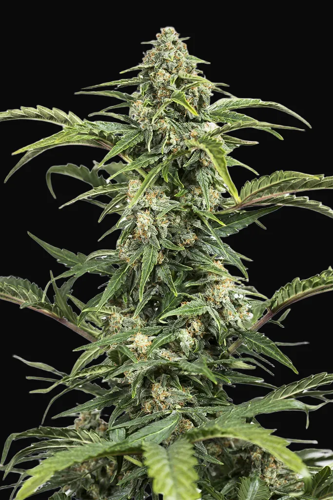 Dinamed CBD Auto