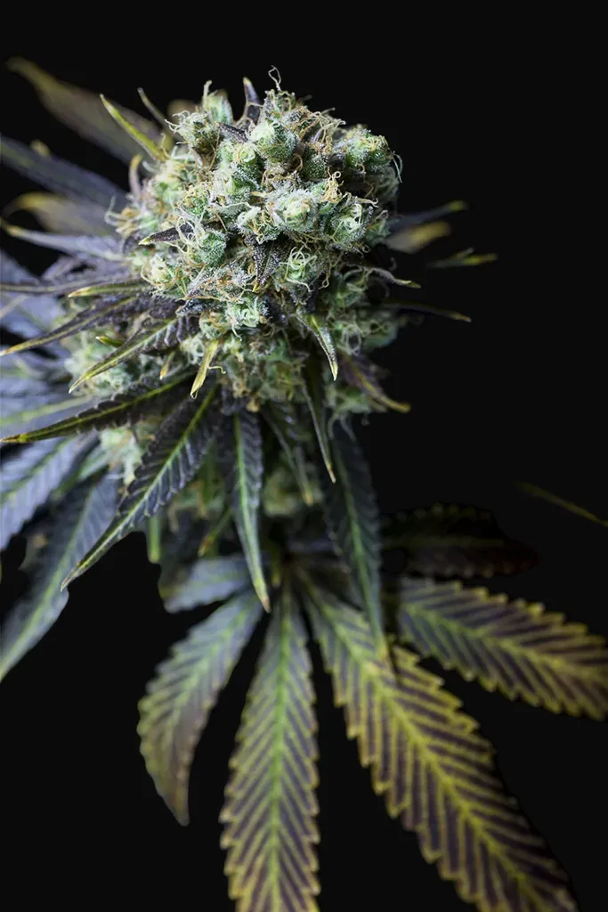Dinamed CBD