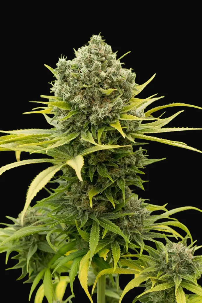 Dinamed CBD Plus