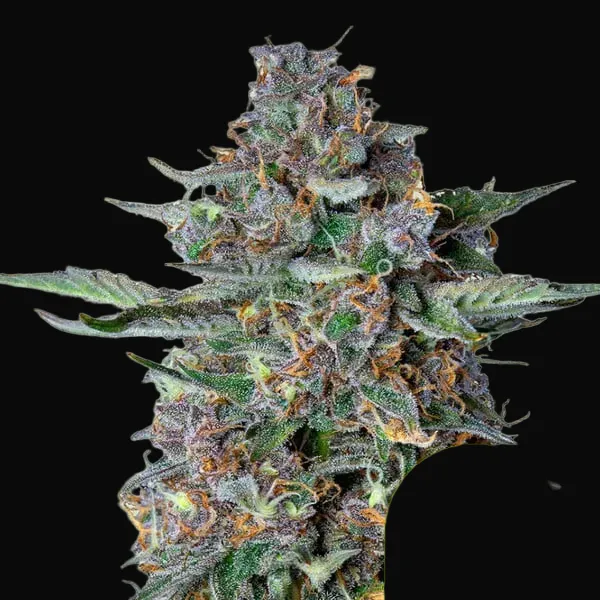 Do-Si-Dos Auto