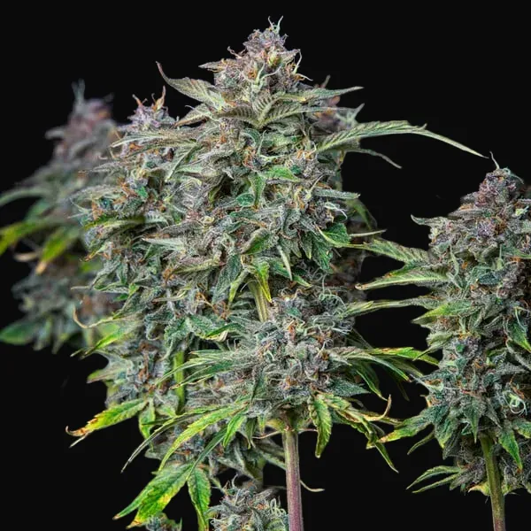 Do-Si-Dos Auto