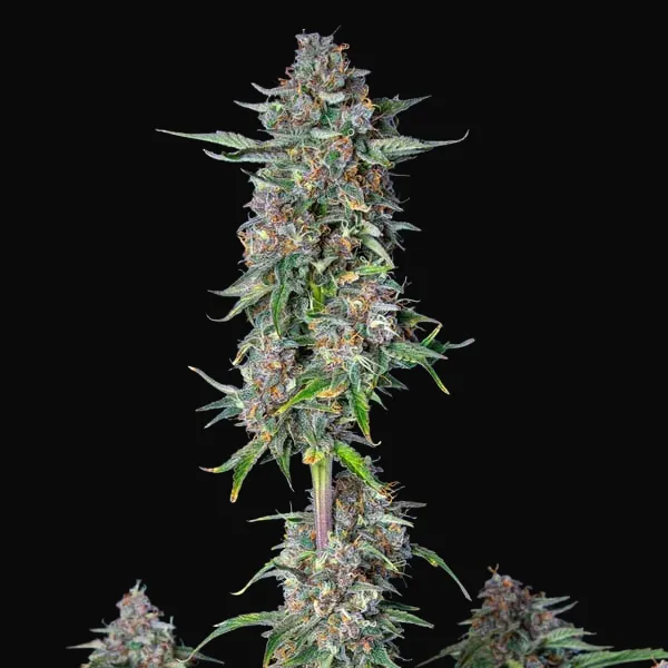 Do-Si-Dos Auto