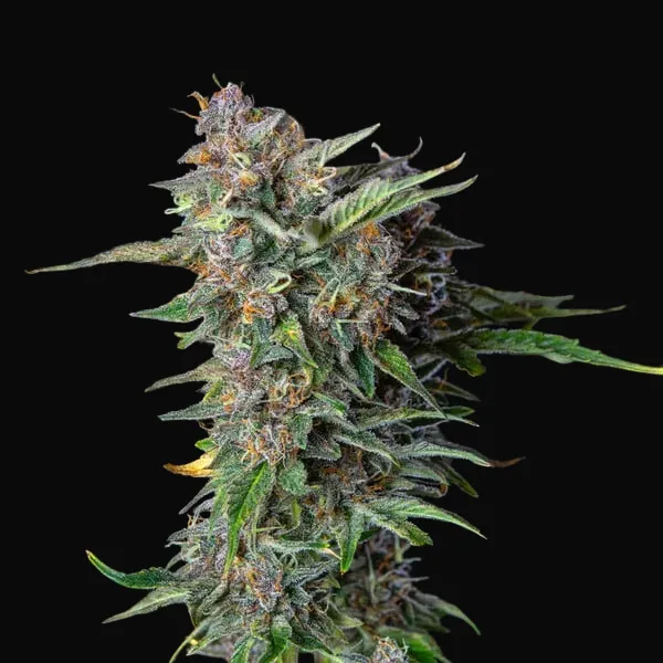 Do-Si-Dos Auto