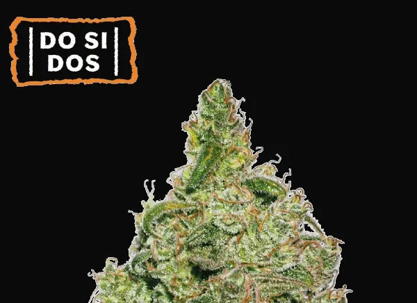 Do Si Dos