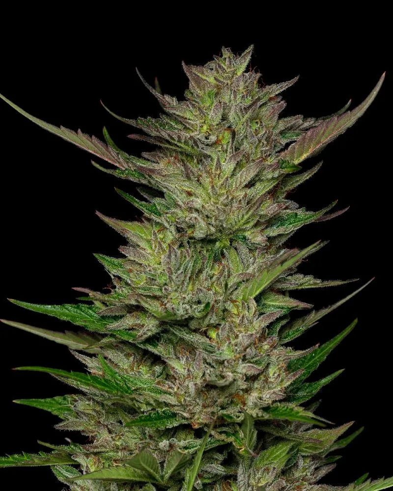 Don Carlos