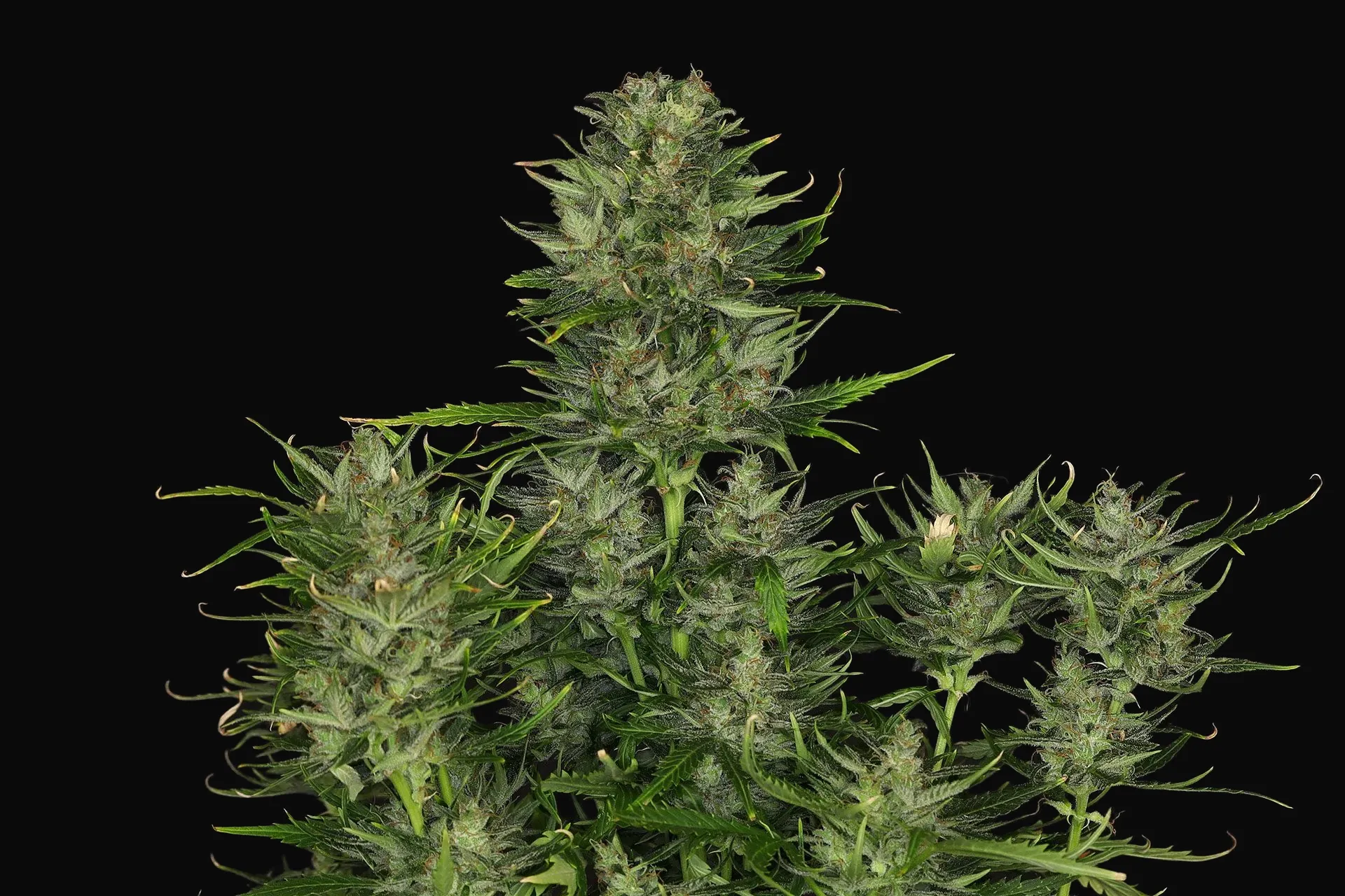 DoSiDos Auto