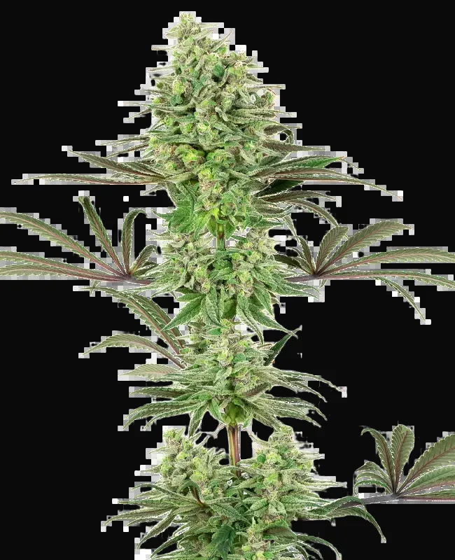 Double Banana Kush Feminized