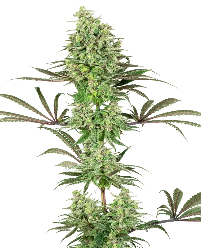 Double Banana Kush Feminized