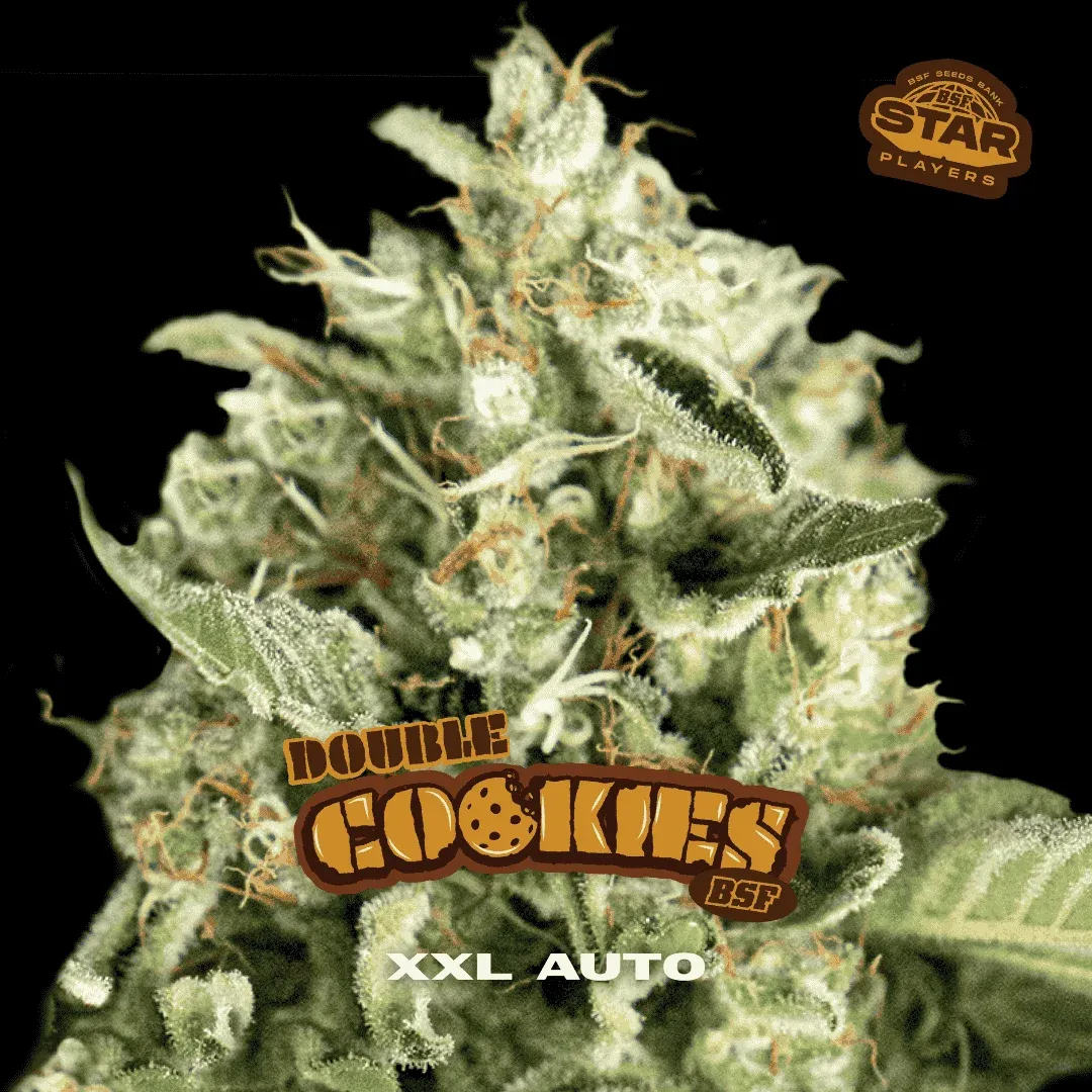 Double Cookies Auto