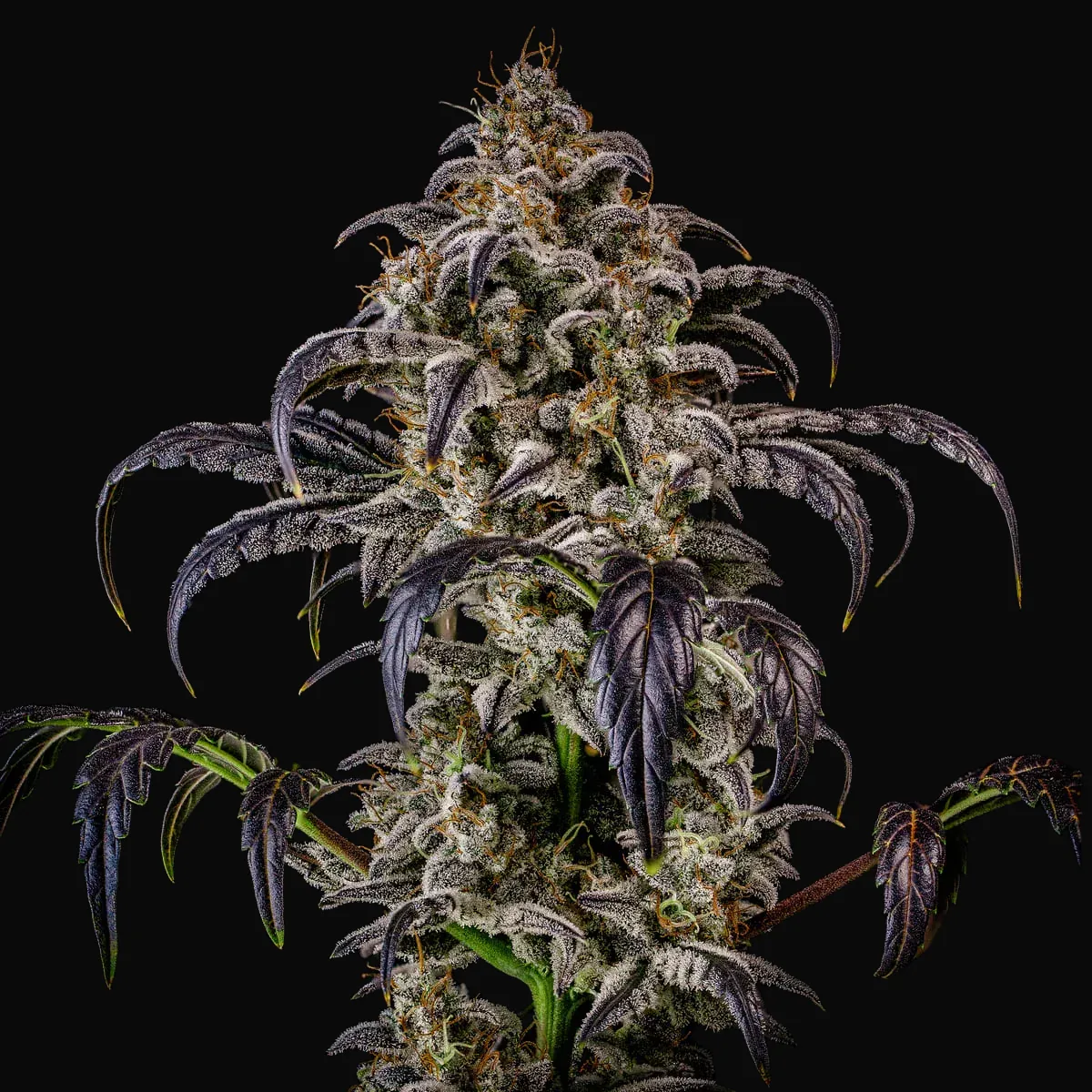 Double Grape Auto