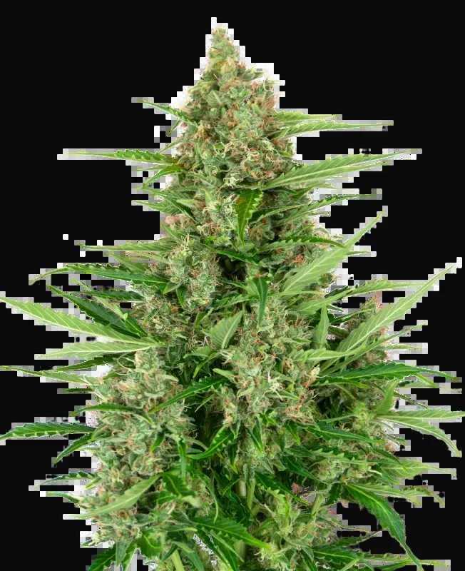 Double Kush Cake Automatic