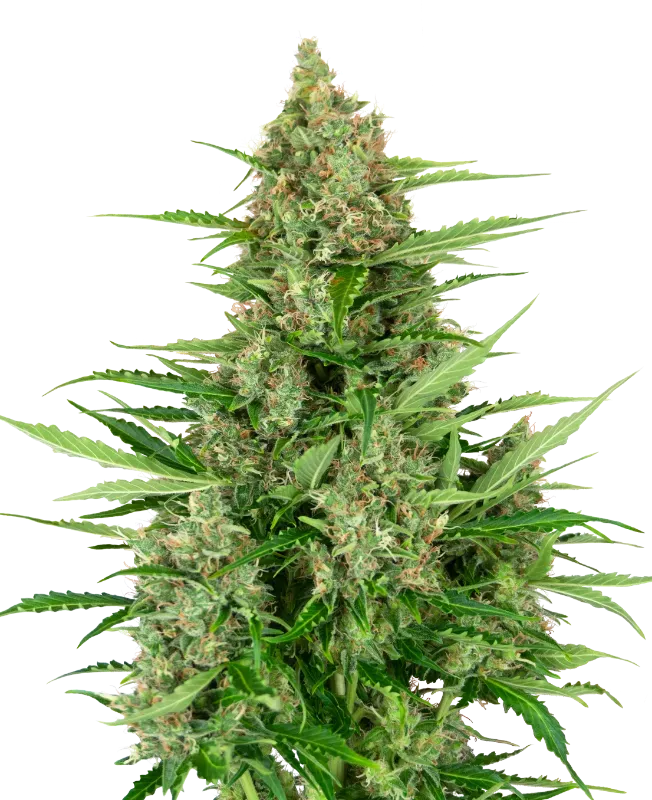 Double Kush Cake Automatic