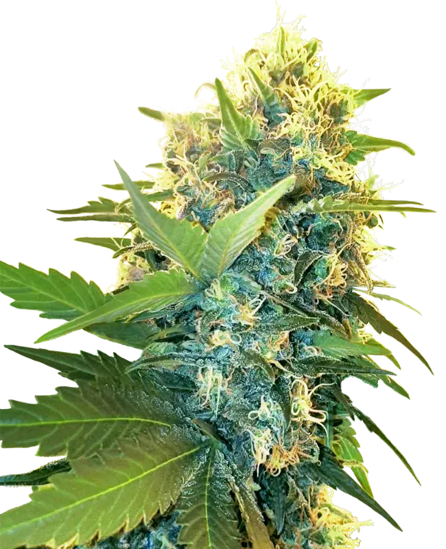 Double Kush Cake Feminized
