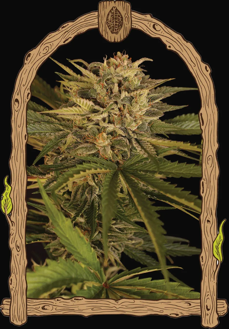 Dr Greenman Pure CBD