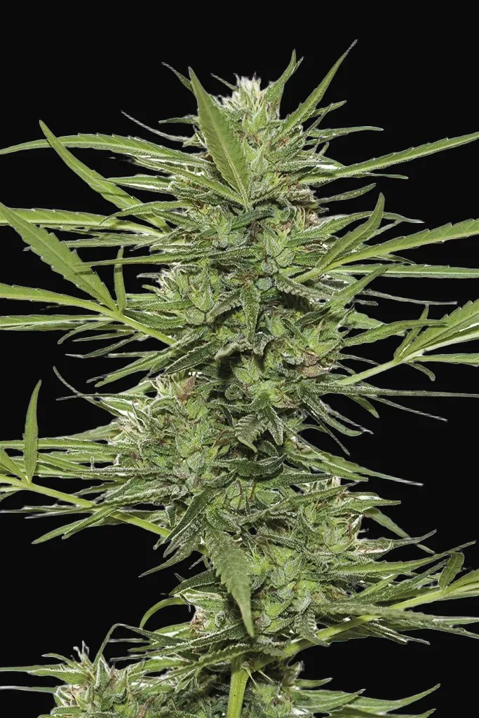 Dr Greenthumb's Dedoverde Haze Auto