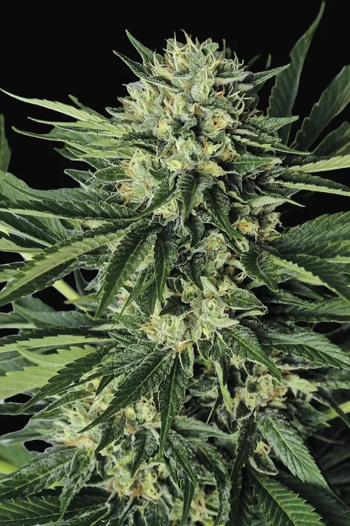 Dr Greenthumb's Em-Dog by B-Real