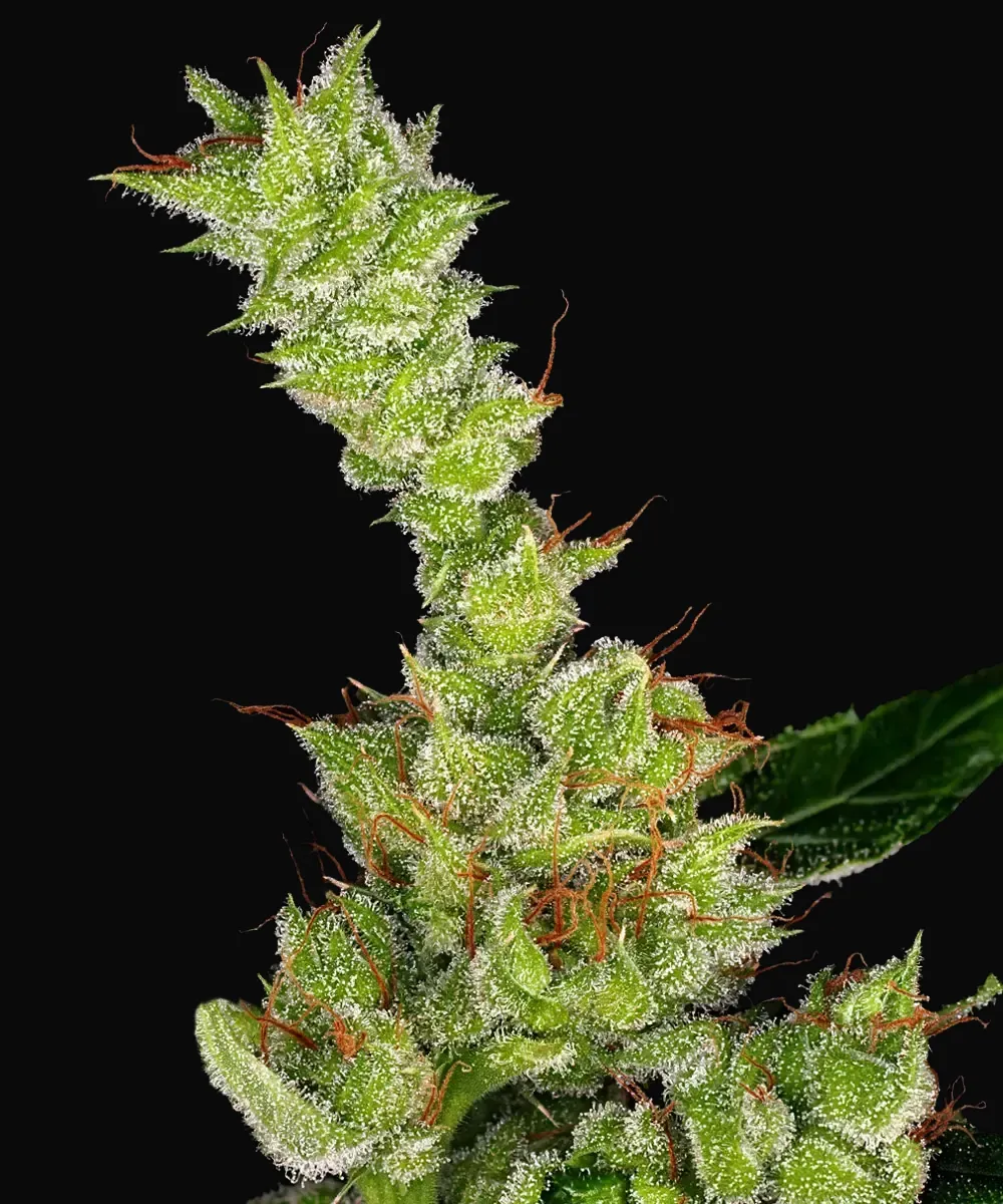 Dr Grinspoon