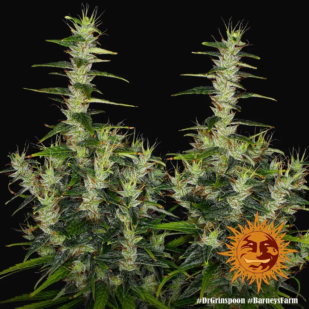 Dr Grinspoon
