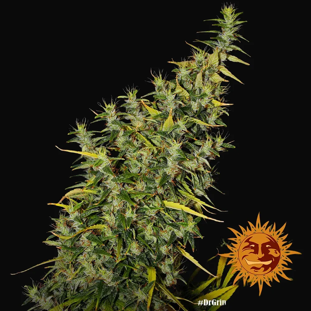 Dr Grinspoon