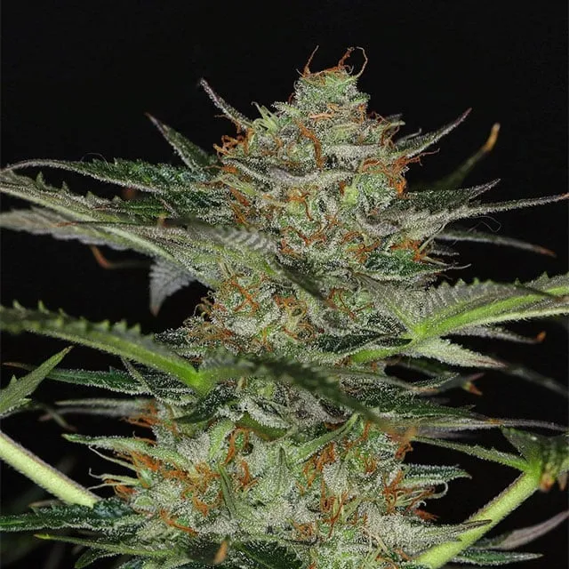 Dream Sherbet Auto