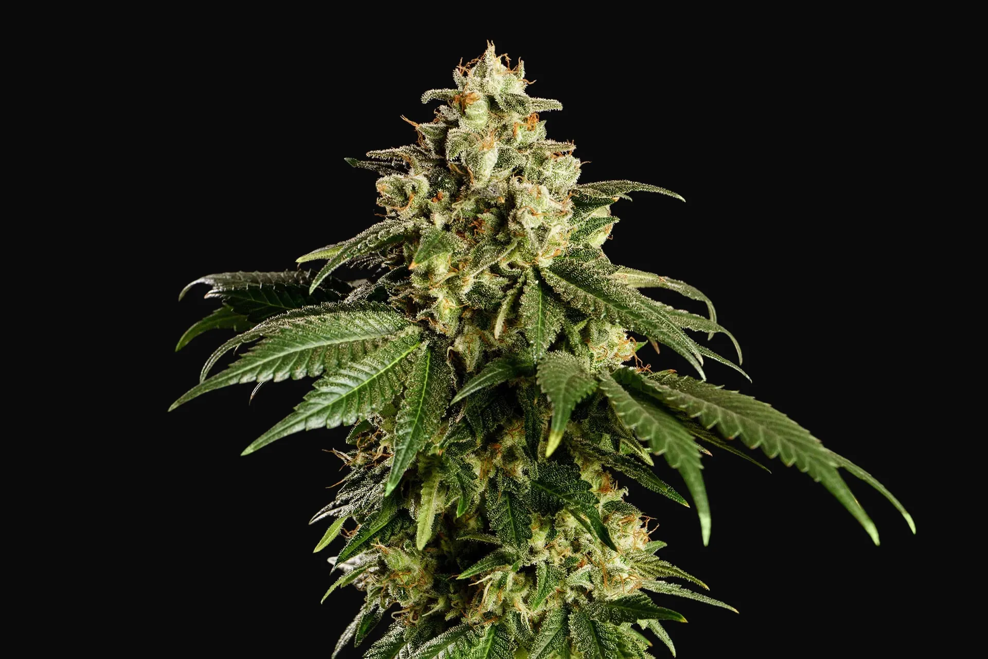 Dream Sherbet