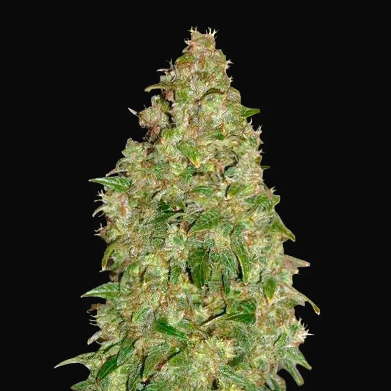 Dubai Poison