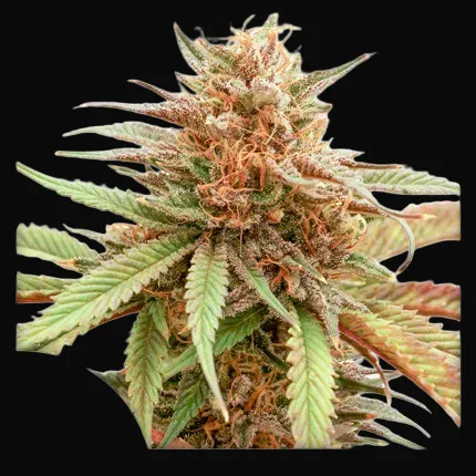 Durban Dew