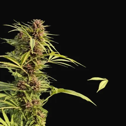 Durban Dew