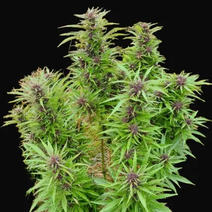Durban Dew