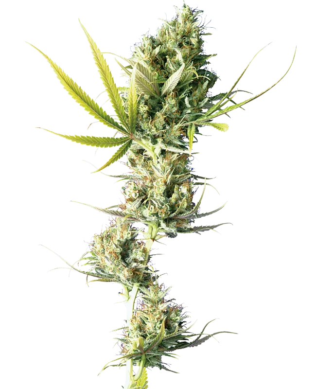 Durban Feminized