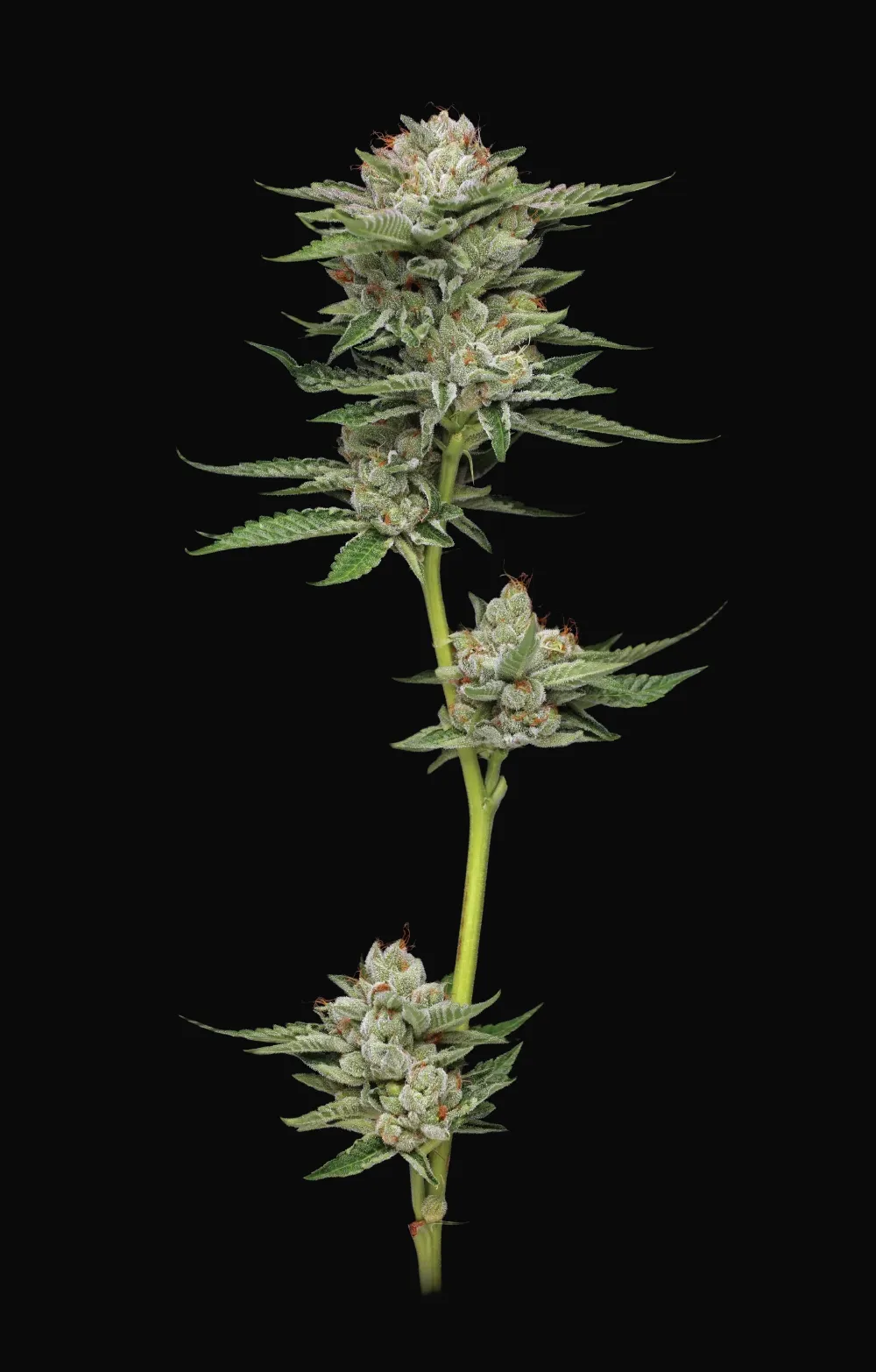 Durban Poison Auto