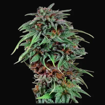 Durban Poison