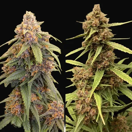 Durban Poison