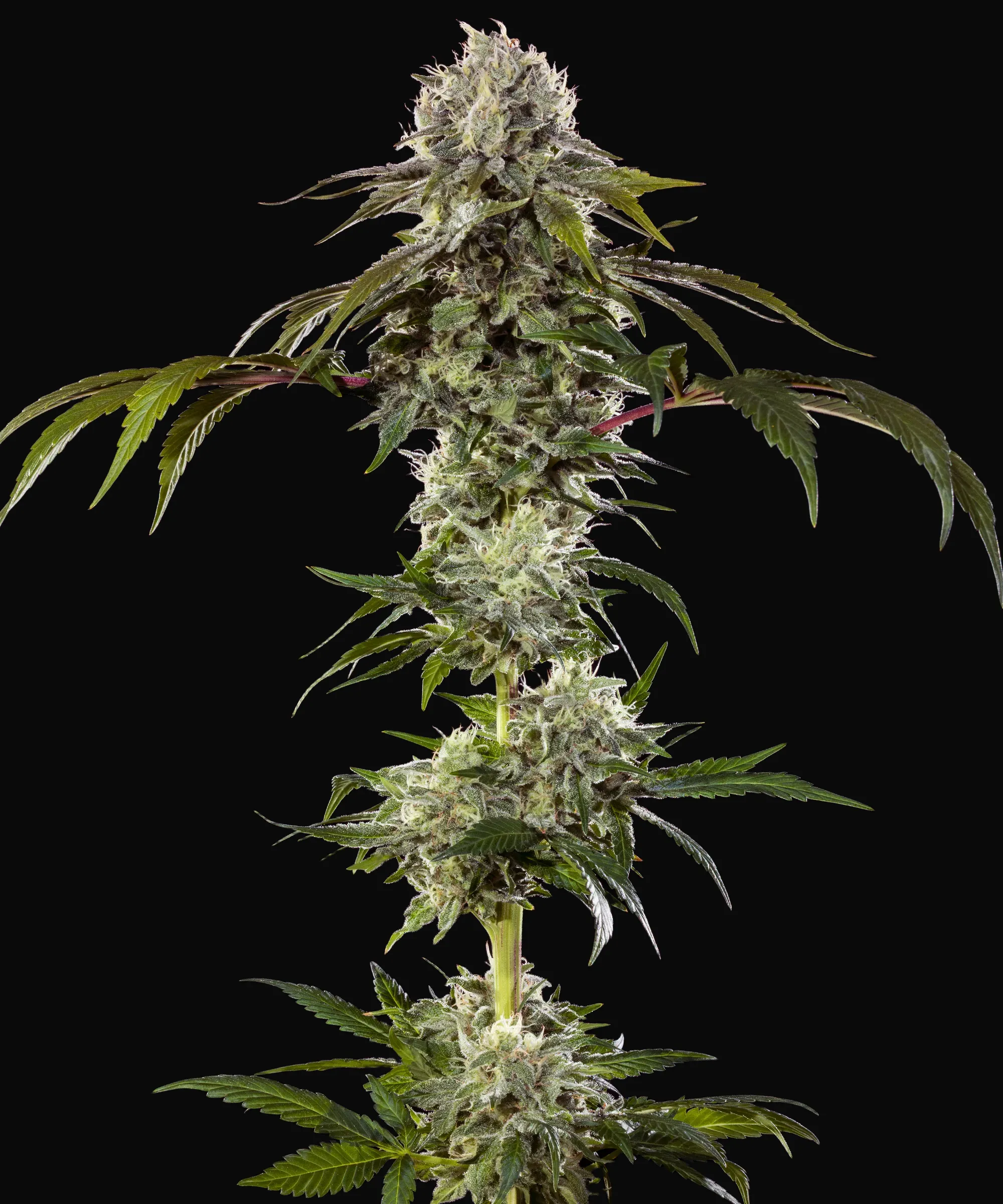 Durban Poison F1