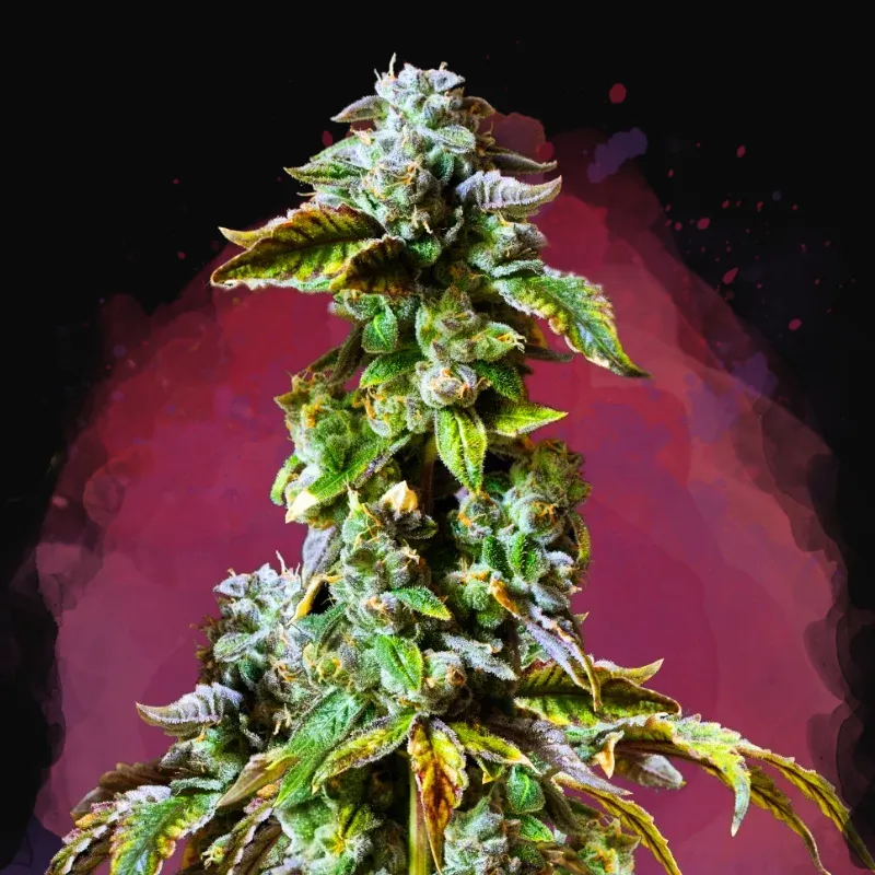 Durban Poison