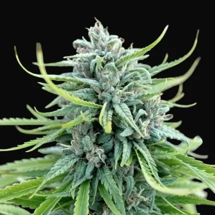 Durban Poison Regular