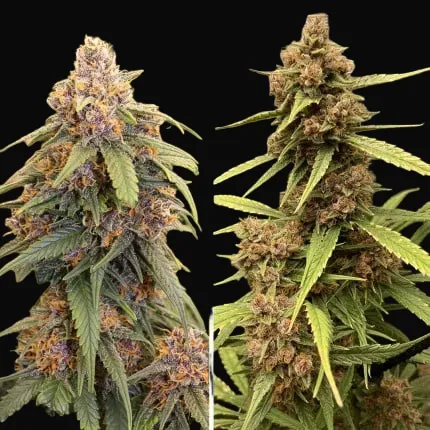 Durban Poison Regular