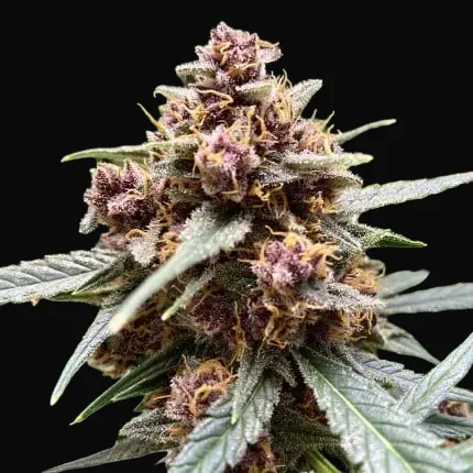 Durban Poison Regular
