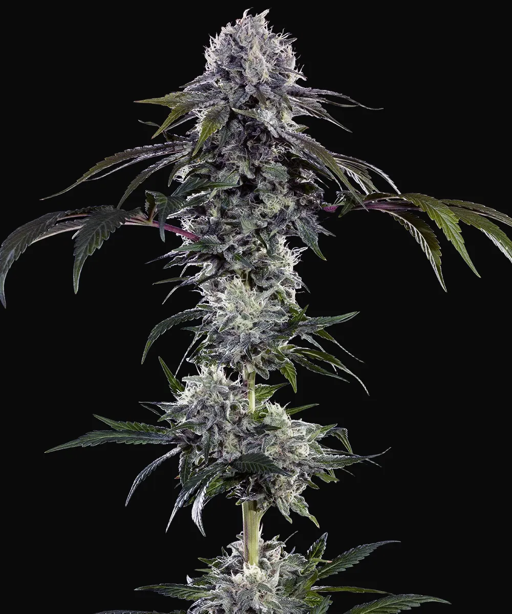 Durban Z F1