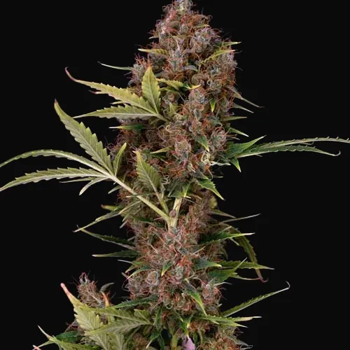 Dutch Auto