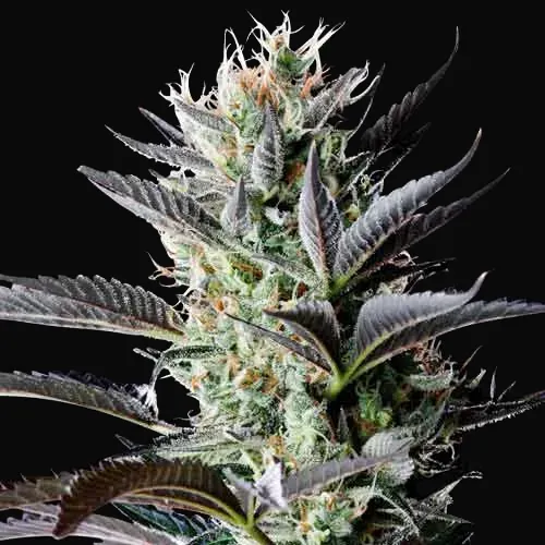 Dutch Blue Auto