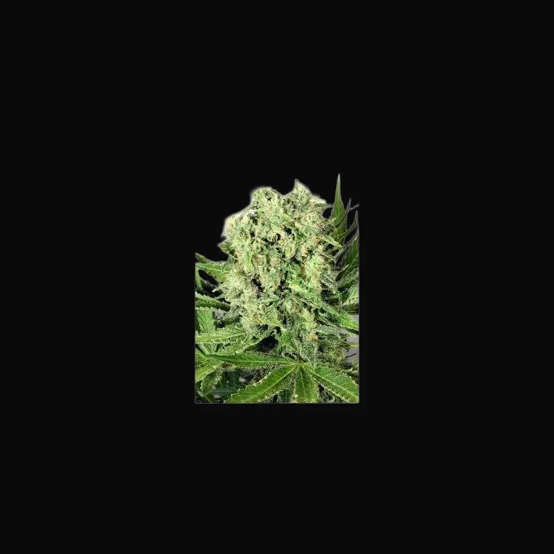 Dutch Cheese