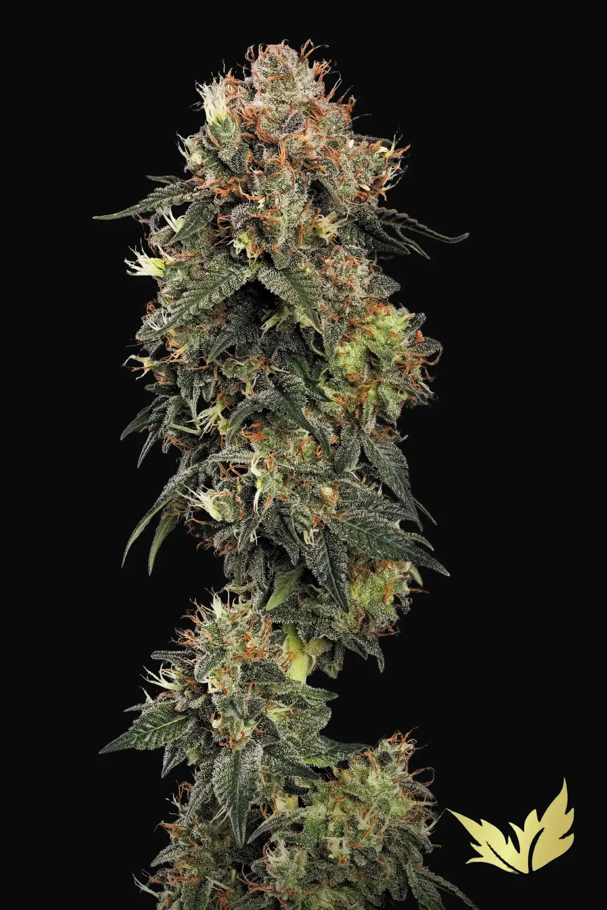 Dutch Kush