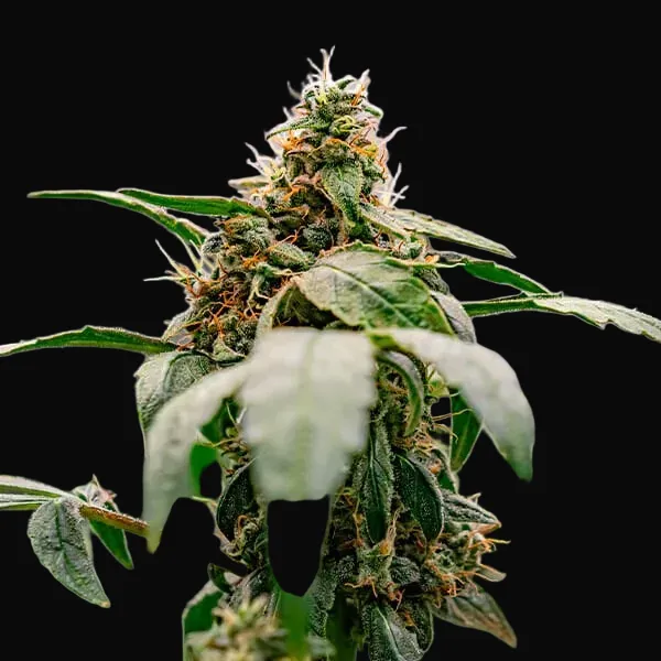 Dynamite Diesel